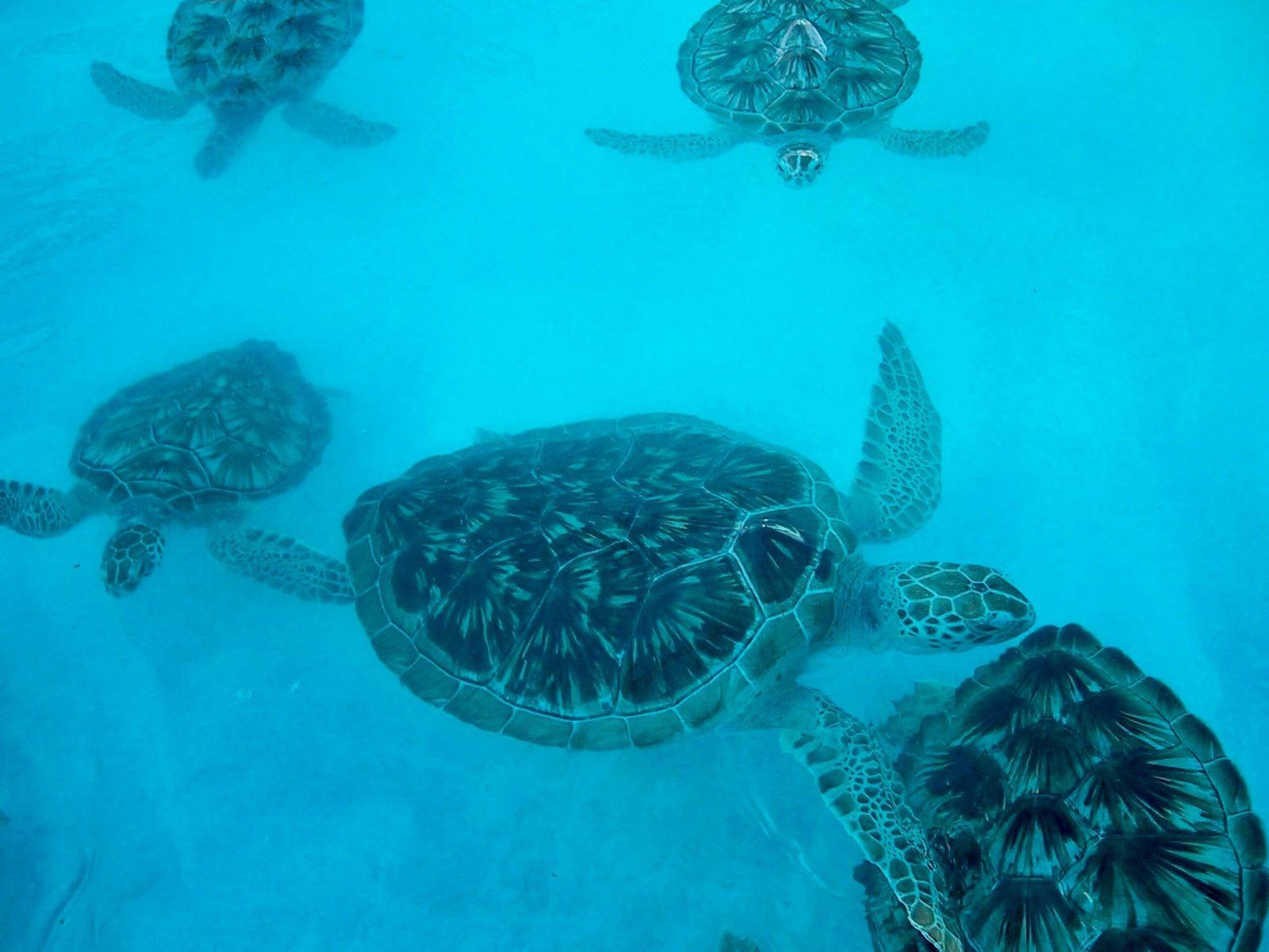 Cancun1 Review