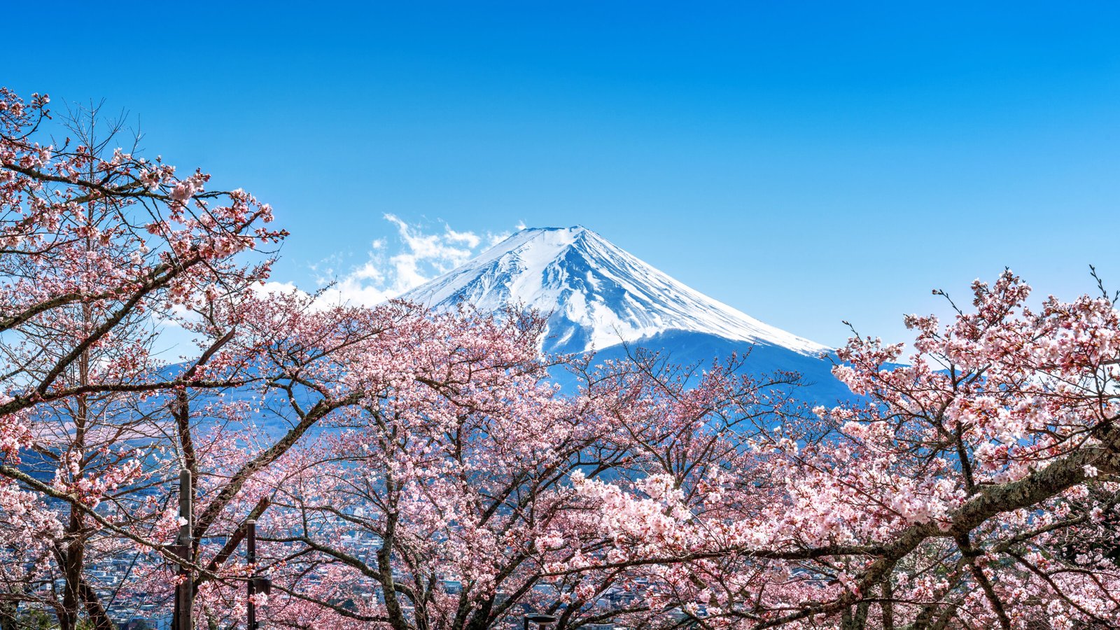 Fuji mountain and cherry blossoms in spring, Japan.
